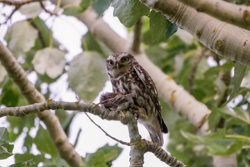 Steinkauz mit Beute auf einem Baum