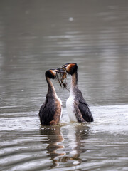 Great Crested Grebes Performing the Weed Dance Courtship Display