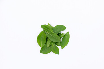 Fototapeta premium Beluntas leaves (Pluchea indica) on a white background