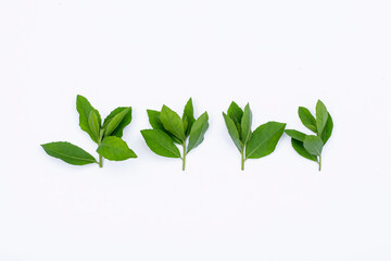 Obraz premium Beluntas leaves (Pluchea indica) on a white background