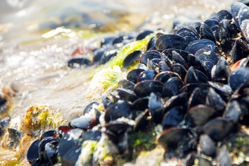 close up of mussels on the beach