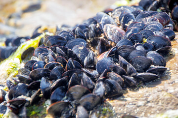blue mussels on the rock