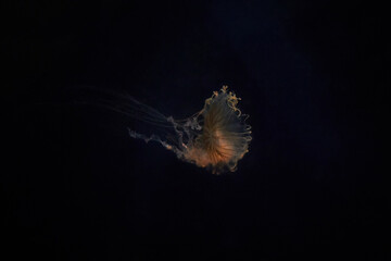 solitary jellyfish gracefully glides through the water, its translucent body and long, trailing tentacles creating a mesmerizing sight. The soft, ethereal glow of the jellyfish against the dark