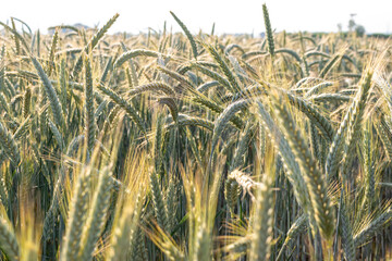View of a beautiful wheat field in summer