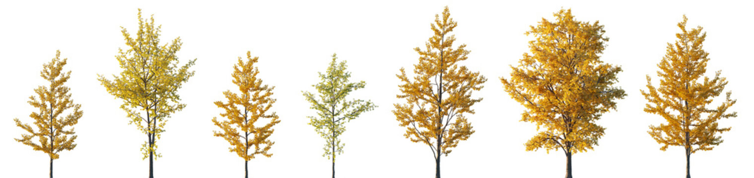 Ginkgo biloba trees collection isolated png in sunset lighting on a transparent background premium realistic cutout (maidenhair tree, ginkgo or gingko) 
