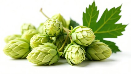 Obraz premium Hops and hop leaves on a white background, isolated. Collection featuring a clipping path.