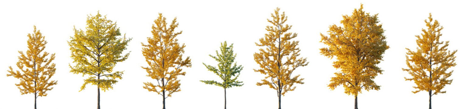 Ginkgo biloba trees collection isolated png in sunset lighting on a transparent background premium realistic cutout (maidenhair tree, ginkgo or gingko) 