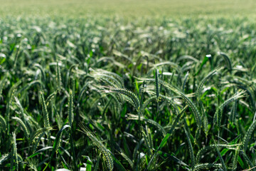 View of a beautiful wheat field in summer
