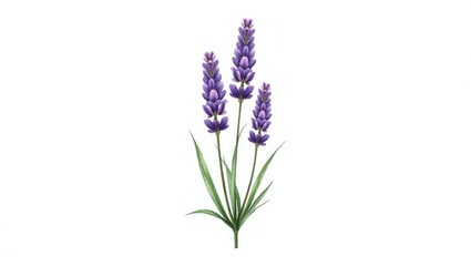 Obraz premium Lavender set against a white background. Lilac lavender branch flower. Botanical watercolor painting, floral element for crafting decor, card, textile.