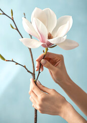 a snow-white magnolia flower on an elegant branch, carefully held by female hands.