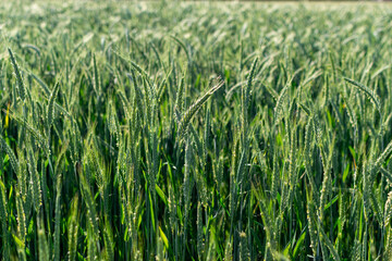 View of a beautiful wheat field in summer
