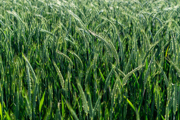 View of a beautiful wheat field in summer