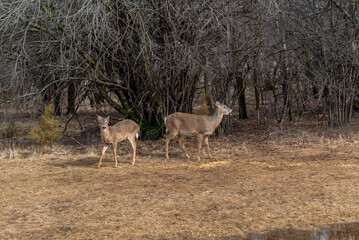 White-tailed Deer Feeding On Corn And Apples Provided For Them In An Urban Field In Wisconsin In March