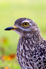 Spotted Thick Knee Bird South Africa Western Cape