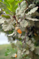 acorn among the oak leaves close-up	