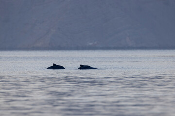 Fototapeta premium Humpback dolphins Musandam Oman