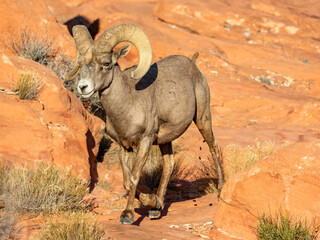 Morning Constitutional
Desert Bighorn Ram
Valley of Fire State Park
Nevada