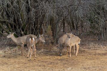 White-tailed Deer Feeding On Corn And Apples Provided For Them In An Urban Field In Wisconsin In March