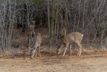 White-tailed Deer Feeding On Corn And Apples Provided For Them In An Urban Field In Wisconsin In March