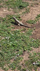 natur, baum, wald, pflanze, moos, holz, ast, wild, umwelt, schlange, tier, sommer, gras, ausserhalb, eidechse