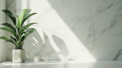 Bright and airy setting showcases a sleek white kitchen adorned with a chic potted plant. Natural light streams through, casting elegant shadows on the marble surface, enhancing the tranquil vibe