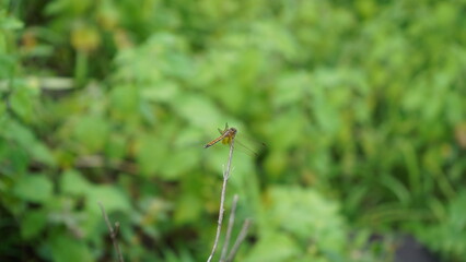Elegance in the Wild