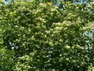 Fototapeta premium Viburnum prunifolium or known as blackhaw or black haw, blackhaw viburnum, sweet haw, and stag bush). Blooming white flowers background.