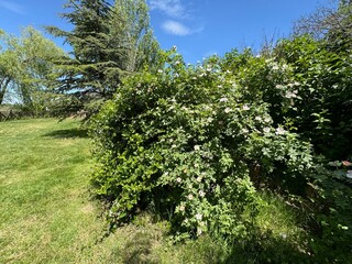 Dog Rose blossom (Rosa canina) on a green background. Rosa Canina thorny rosehip pink flowers on sapling branches in spring. Close-up. Rosehip, the dog rose, is a variable climbing, wild rose.
