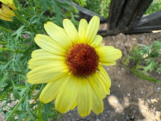 Yellow marguerite daisy (Argyranthemum frutescens) flowers bloom in the garden in spring. Close-up. Argyranthemum frutescens, known as Paris daisy, marguerite or marguerite daisy.