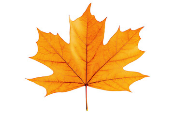 Fototapeta premium Golden Maple Leaf: A detailed macro shot of a vibrant, golden maple leaf, showcasing its intricate veins and elegant shape, a quintessential symbol of autumn's beauty.