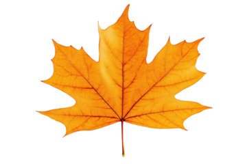 Golden Maple Leaf: A detailed macro shot of a vibrant, golden maple leaf, showcasing its intricate veins and elegant shape, a quintessential symbol of autumn's beauty.