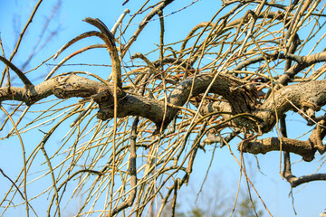 Obraz premium bare tree branches and sky