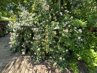 Dog Rose blossom (Rosa canina) on a green background. Rosa Canina thorny rosehip pink flowers on sapling branches in spring. Close-up. Rosehip, the dog rose, is a variable climbing, wild rose.

