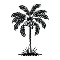 Obraz premium A Coconut Tree