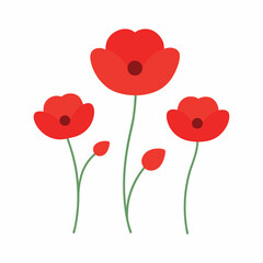 Naklejka premium Red poppies isolated on white background