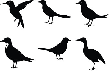 Bird Silhouettes Vector: Set of Six Black Bird Illustrations, Flying Hummingbird, Standing Birds, Wildlife Graphics, Ornithology Design