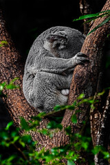 Koala male on the eucaliptus tree. Latin name - Phascolarctos cinereus