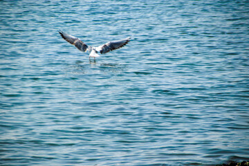 seagull in flight over sea