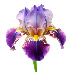 iris flower isolated on transparent background