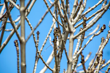 bare tree branches against blue sky