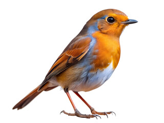 Robin isolated on transparent background