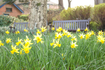 Spring, daffodils in the garden.