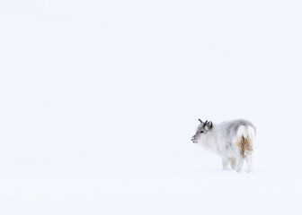 Fototapeta premium Svalbard reindeer in winter environment