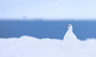Svalbard ptarmigan (Lagopus muta hyperborea) in front of the ocean in Longyearbyen, Svalbard