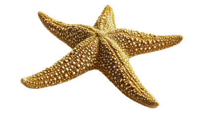 A fine and large sea star with a brownish hue, a sea star with five arms cruising through beautiful azure seas, with large white protrusions, transparent.