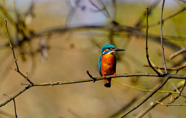 Kingfisher in Albania