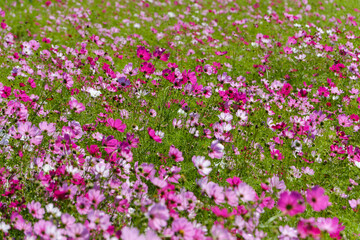 秋に咲き誇るコスモスの花畑