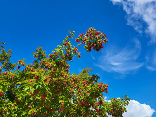 Red Tatar maple on a blue sky background.