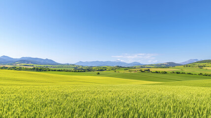 Obraz premium Lush green fields under clear blue sky with distant mountains create serene landscape