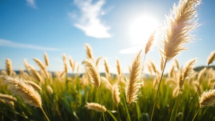 Obraz premium wheat field and blue sky